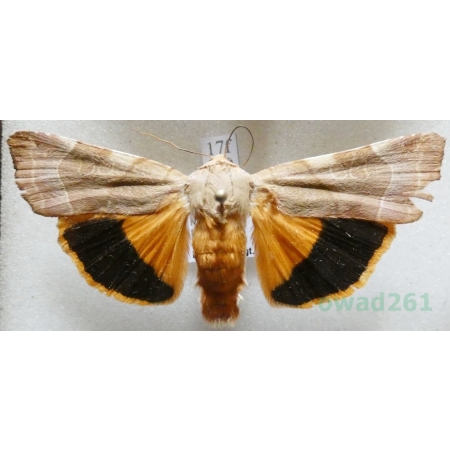 Noctua fimbriata (Schreber, 1759) Rolnica aksamitka Czech17f